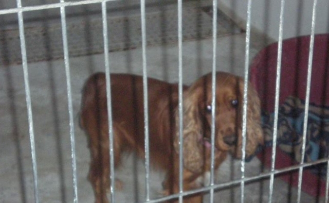 HELP LULU, COCKER SPANIEL
