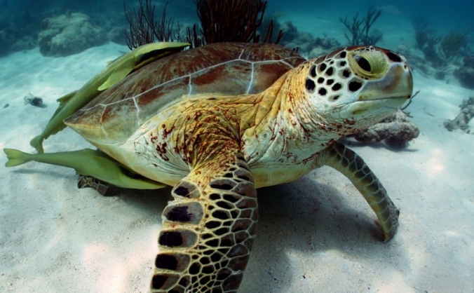 Help Save the Sea Turtles in Mexico