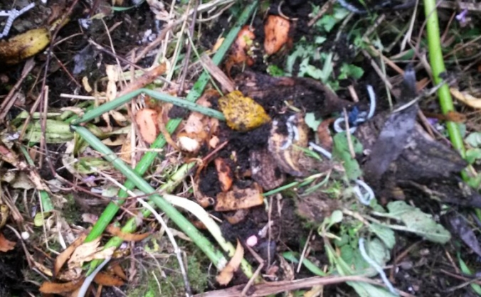 Cafe Abundance Cornish Composting
