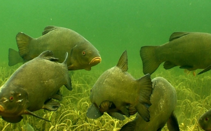 Holtwood tench project