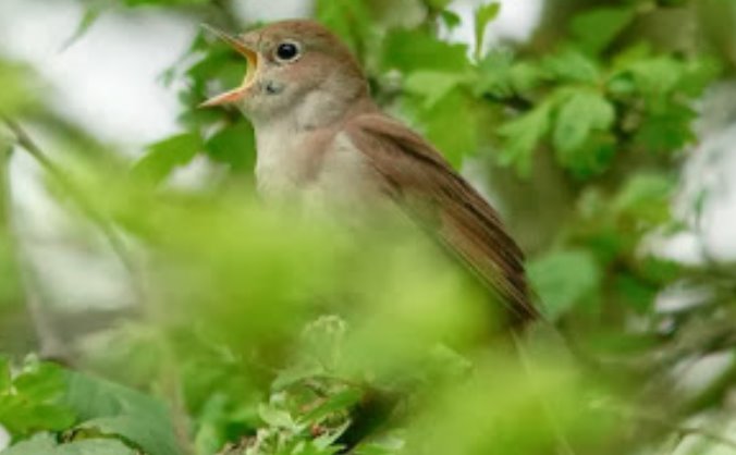 Keep the Nightingales Singing!