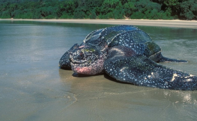 Saving the turtles Conservation Project