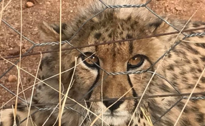Raising funds for conservation projects