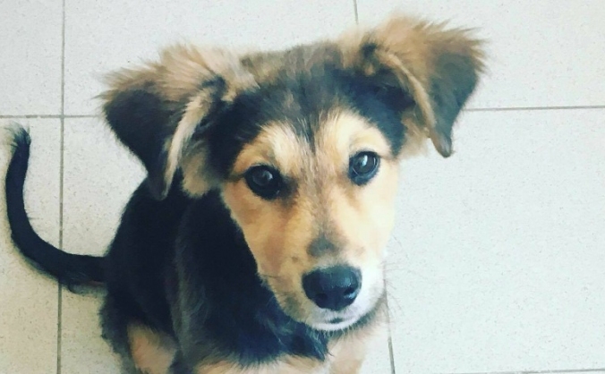 Saving the Lives of Death Row Dogs