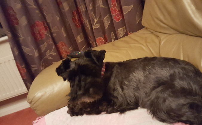 Help to pay Lotti's vet bill after vicious attack