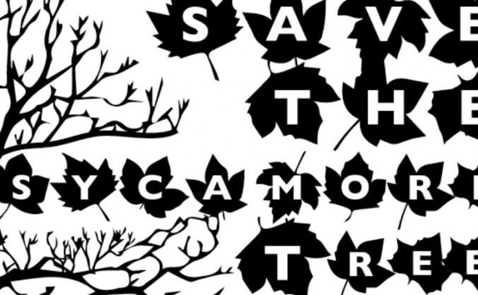 Save Our Sycamore!