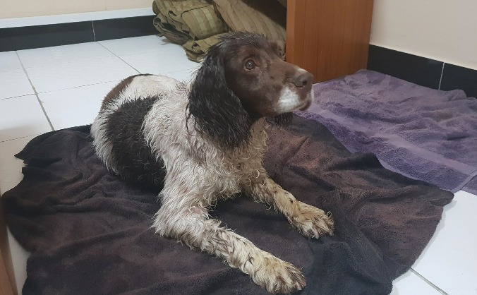 Help us bring Oscar home from Afghanistan