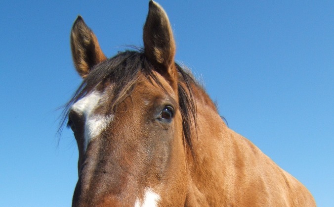 Rainbow Horses Schools Outreach