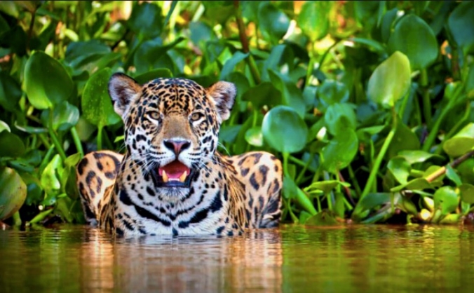 Protecting the elusive big cats of Costa Rica