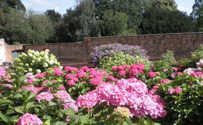Hydrangea Derby