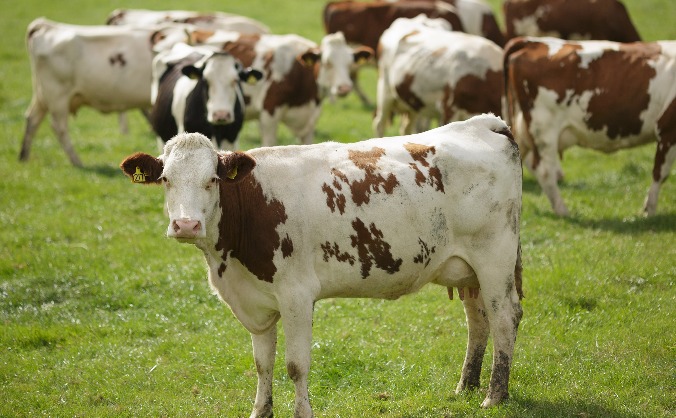 Free Range Dairy Spring Cow Turn Out