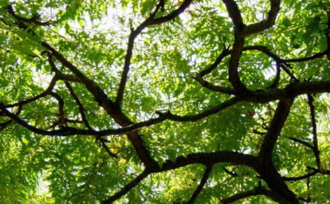 Counselling for Activists and Campaigners