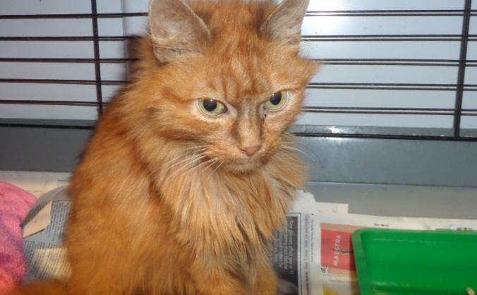 Cats: Help the Brymbo 30