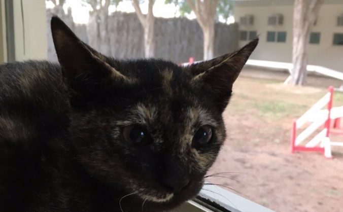 Save Abi the Abandoned Kitten