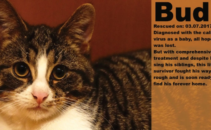 Help Rescue Kitties Manchester