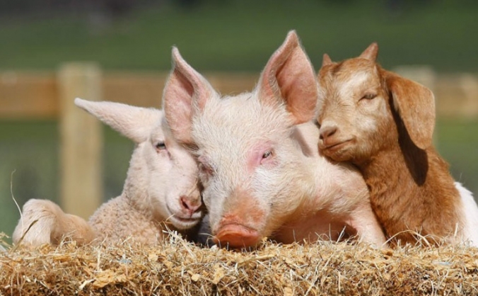 Help Build A Farm Animal Sanctuary - We Need You!
