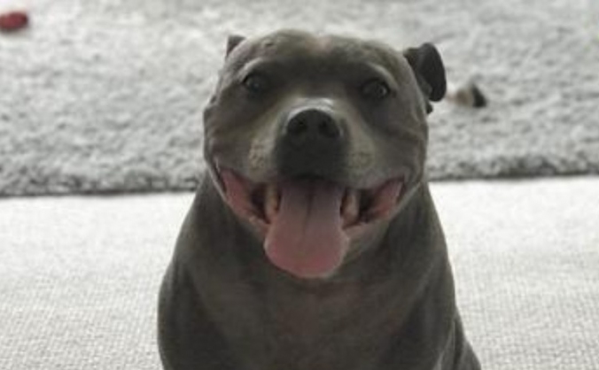 SOS - Save Our Staffy