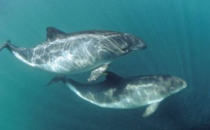 Help me study cetaceans!