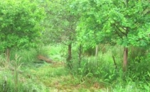North Devon Permaculture