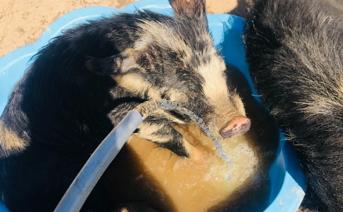 Carnmellyn farm sanctuary