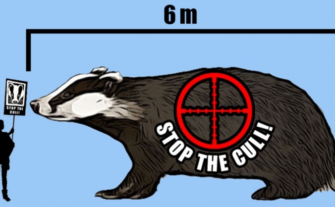 STOP THE CULL BADGER BLIMP
