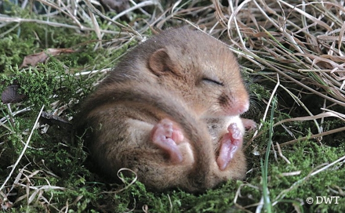 Help Our Dormouse Sleep Soundly