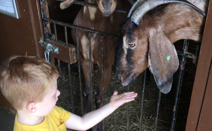 3 Year old Harry would like a Chicken Coop