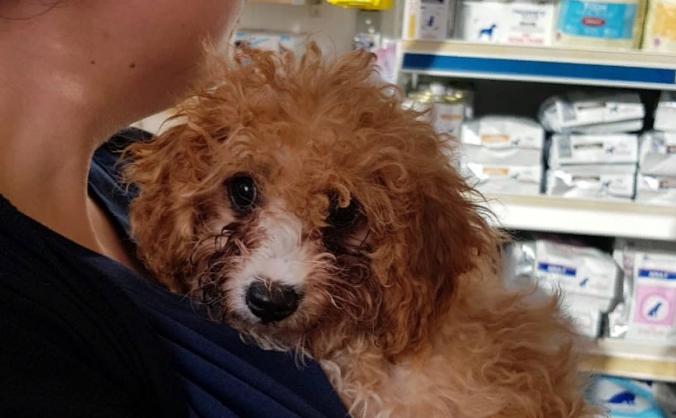 Help us save Mabel. She needs life saving surgery!