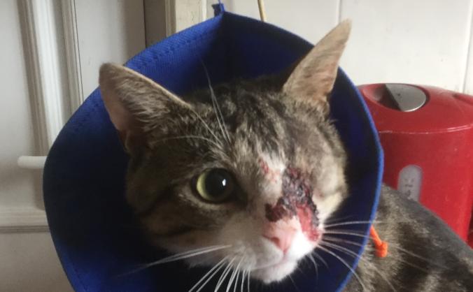 Help pay for Ivan’s eye operation