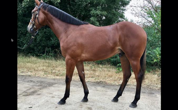 NEWHORSE