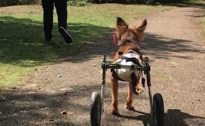 London Vet Rehab - free from pain, free to move