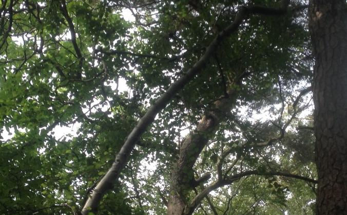 OffGrid Activity Wild Camping in the New Forest