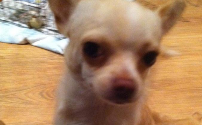 Medical help for Harley