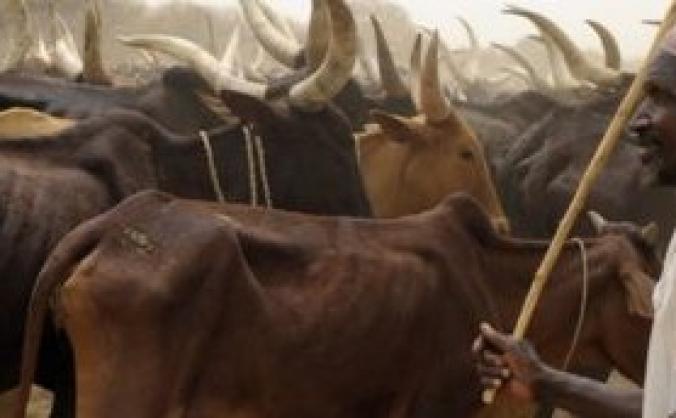 Saving Sahel cattles