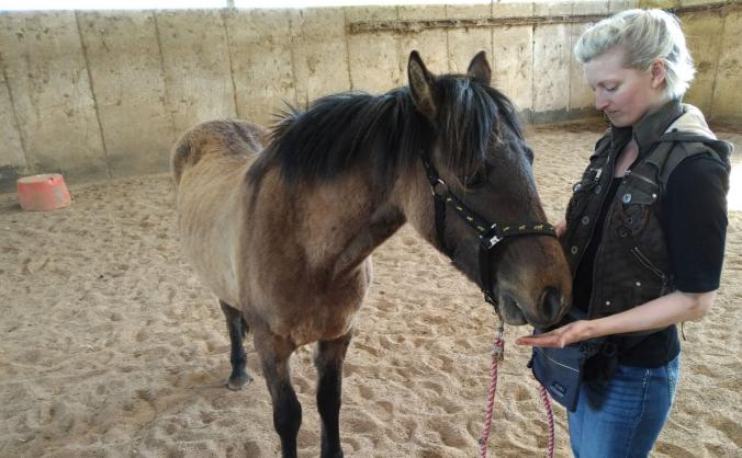CREATING AN ENRICHED ENVIRONMENT FOR RESCUE HORSES