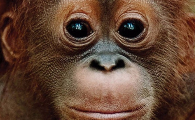 Morgans Sumatra Orangutan Conservation Expedition