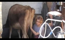 Help the Calf at Foot Dairy to move