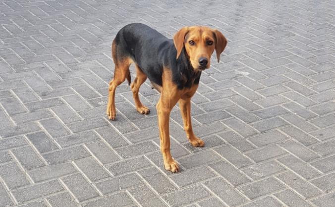 greek dog rescue mission to the uk.