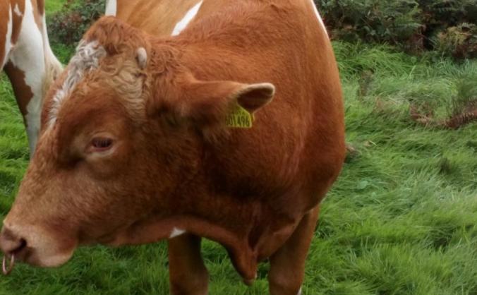 Our ladies need a bull!