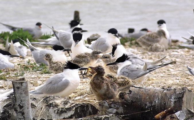 Brownsea Island’s birds need you