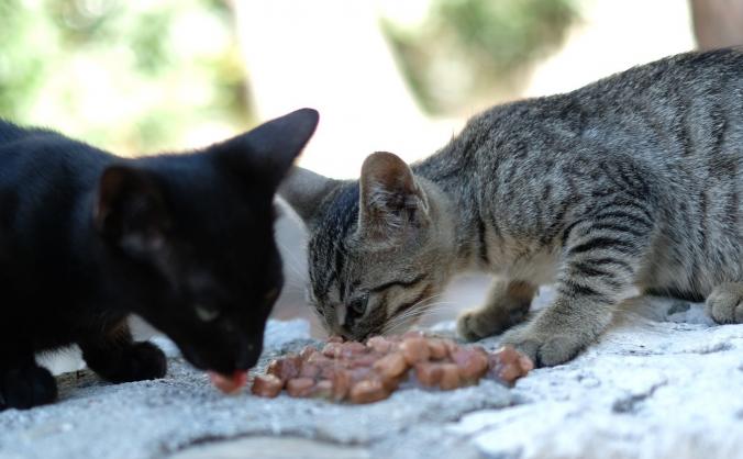 Croatian Kittens Rescue