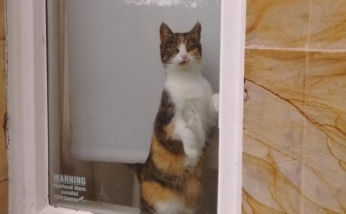 Cattery and Small Animal Rescue Shelter Fife