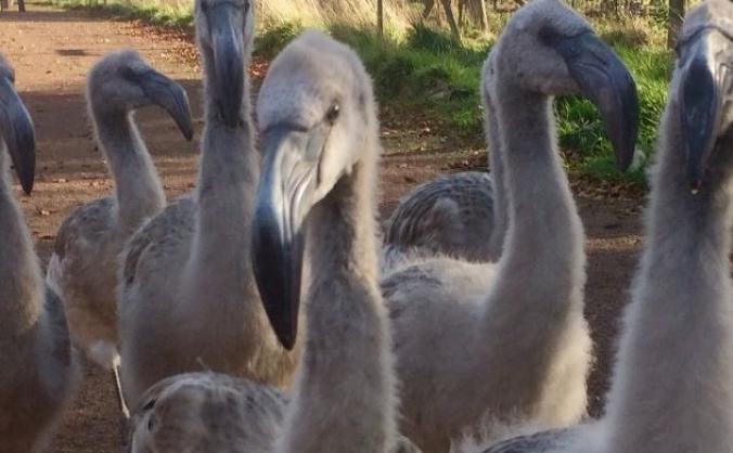 Housing for Flamingos.