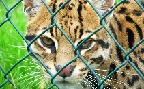 Exotic Pet Refuge Documentary -Student Film