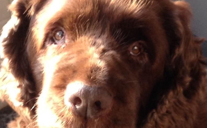 Oncology Veterinary fees