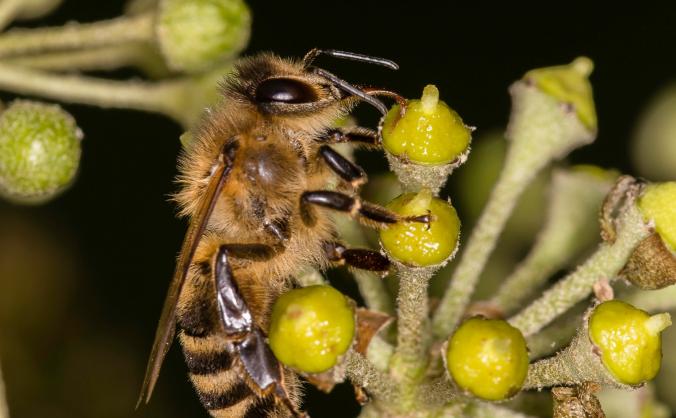 Saving our Native Honey Bee in Cornwall