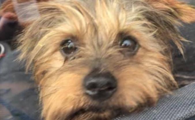 Barney the Yorkie