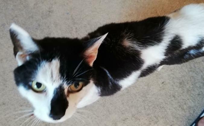 12 cats rescued from horrendous living conditions!