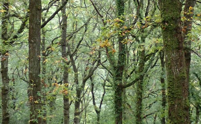 Support UK reforestation projects