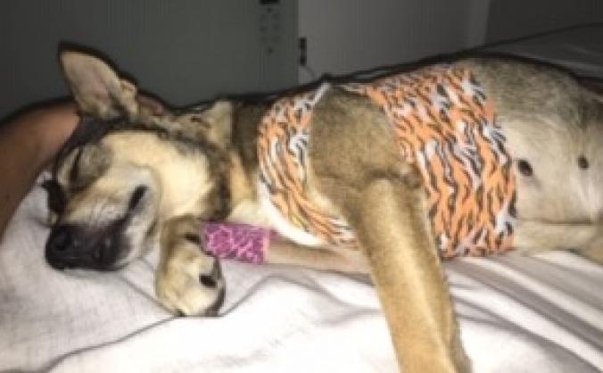 Sasha’s Vets Bills